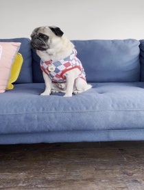 Poster for Pep Talk video from Arch the Pug