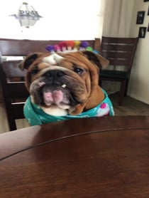 Poster for Birthday video from Dude the Bulldog