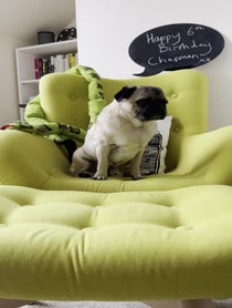 Poster for Birthday video from Arch the Pug
