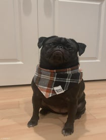 Poster for Intro video video from Kiwi Bug The Pug