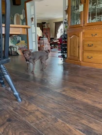 Poster for Give Thanks video from Bastian the Talking Terrier