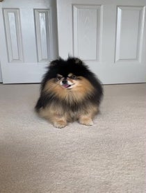 Poster for Birthday video from Mocha Pom