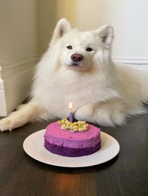 Poster for Birthday video from Coconut Rice Bear