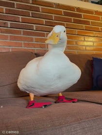 Poster for Intro video video from seDUCKtive