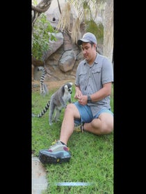 Poster for Intro video video from Famepark Lemurs