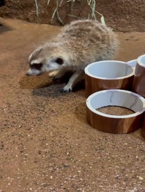 Poster for Pep Talk video from Meerkat Family