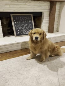 Poster for Birthday video from Cooper the Golden Retriever