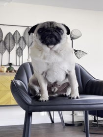 Poster for Birthday video from Arch the Pug