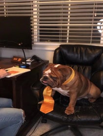 Poster for Advice video from Dude the Bulldog