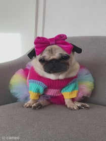 Poster for Intro video video from Loulou The Pug