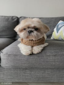 Poster for Intro video video from pawsofsimba