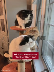 Poster for Intro video video from Walter Bishop the Cat