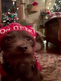 Poster for Holiday video from Bastian the Talking Terrier