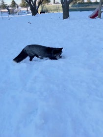 Poster for Other video from SAVEAFOX RESCUE