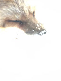Poster for Birthday video from SAVEAFOX RESCUE