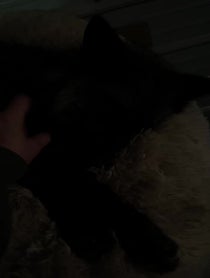 Poster for Other video from SAVEAFOX RESCUE