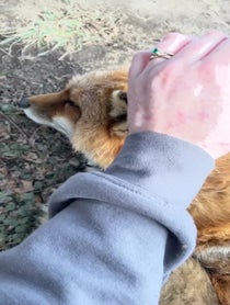 Poster for Holiday video from SAVEAFOX RESCUE