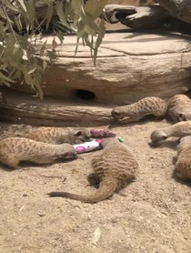 Poster for Holiday video from Meerkat Mob - Adelaide Zoo