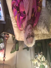 Poster for Holiday video from Renée Taylor