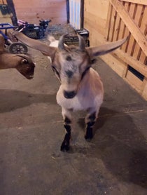 Poster for Holiday video from Goats of Anarchy