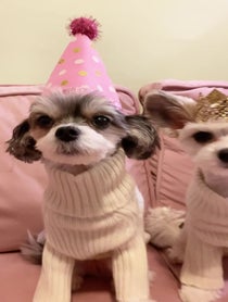 Poster for Birthday video from Tinkerbelle The Dog & Belle the Dog