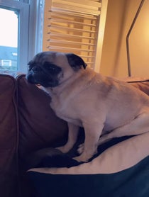 Poster for Other video from Arch the Pug