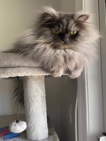 Poster for Pep Talk video from Juno The Angry Cat