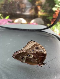 Poster for Pep Talk video from Butterfly releases at the Butterfly House: An Insect Zoo