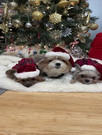 Poster for Holiday video from 3colorfulyorkies