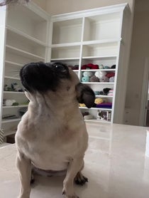 Poster for Holiday video from oompaville