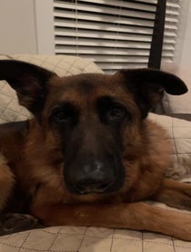 Poster for Pep Talk video from Theo the GSD