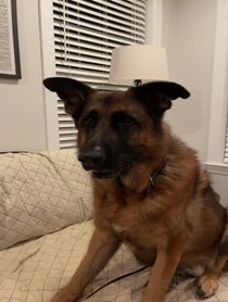 Poster for Pep Talk video from Theo the GSD