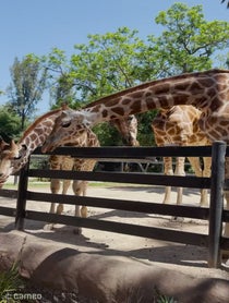 Poster for Intro video video from Giant Giraffe
