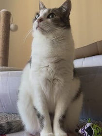 Poster for Intro video video from EllaWatchesTV_