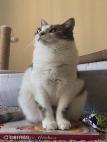 Poster for Intro video video from EllaWatchesTV_