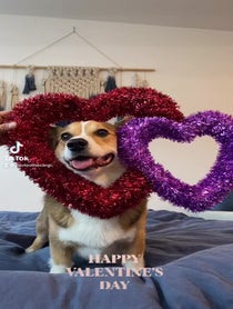 Poster for Other video from Pavlov The Corgi