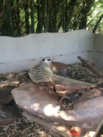 Poster for Birthday video from Meerkat Mob - Adelaide Zoo