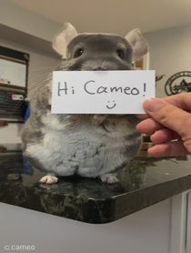 Poster for Intro video video from Chinpals
