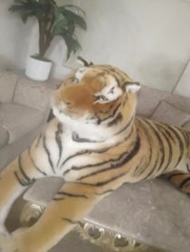 Poster for Roast video from Tiger King "Joe Exotic" body double (VegasJoeX)