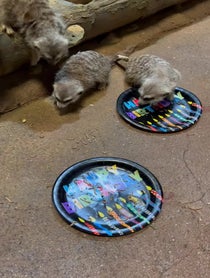 Poster for Birthday video from Meerkat Family