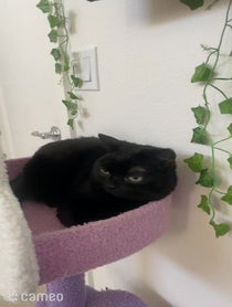 Poster for Intro video video from BigfootJinx