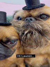 Poster for Birthday video from Howard & Ned The Griffons