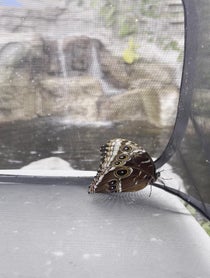 Poster for Birthday video from Butterfly releases at the Butterfly House: An Insect Zoo