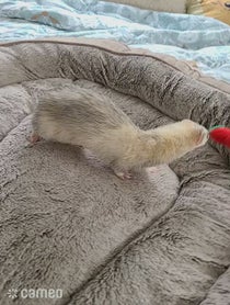 Poster for Intro video video from Fuffy Ferrets