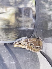 Poster for Valentine's Day video from Butterfly releases at the Butterfly House: An Insect Zoo