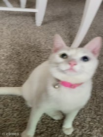 Poster for Intro video video from The Khaleesi Cat