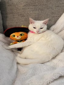 Poster for Other video from The Khaleesi Cat