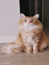 Poster for Intro video video from Walter the Catt