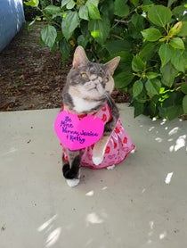 Poster for Valentine's Day video from Willow The Beautiful Cat