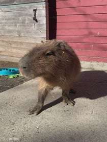 Poster for Intro video video from Andy the Capybara